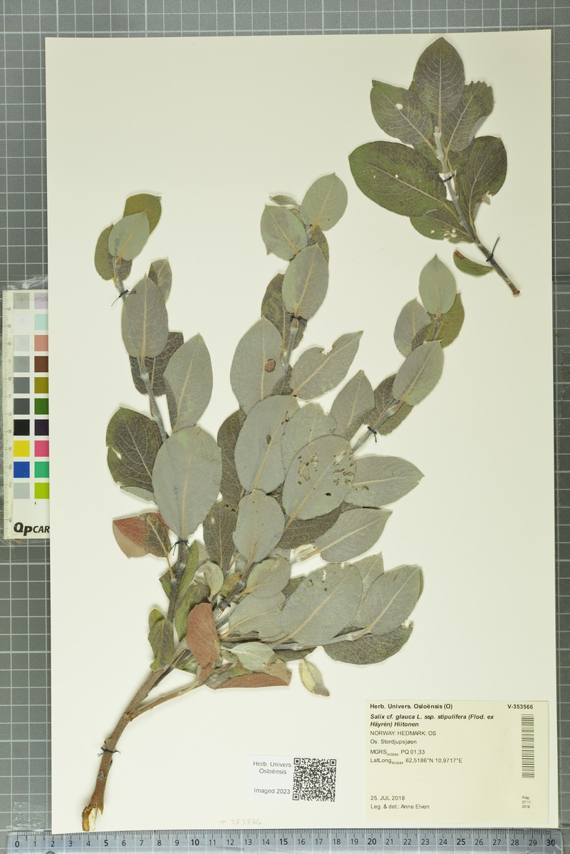 Salix glauca var. stipulata