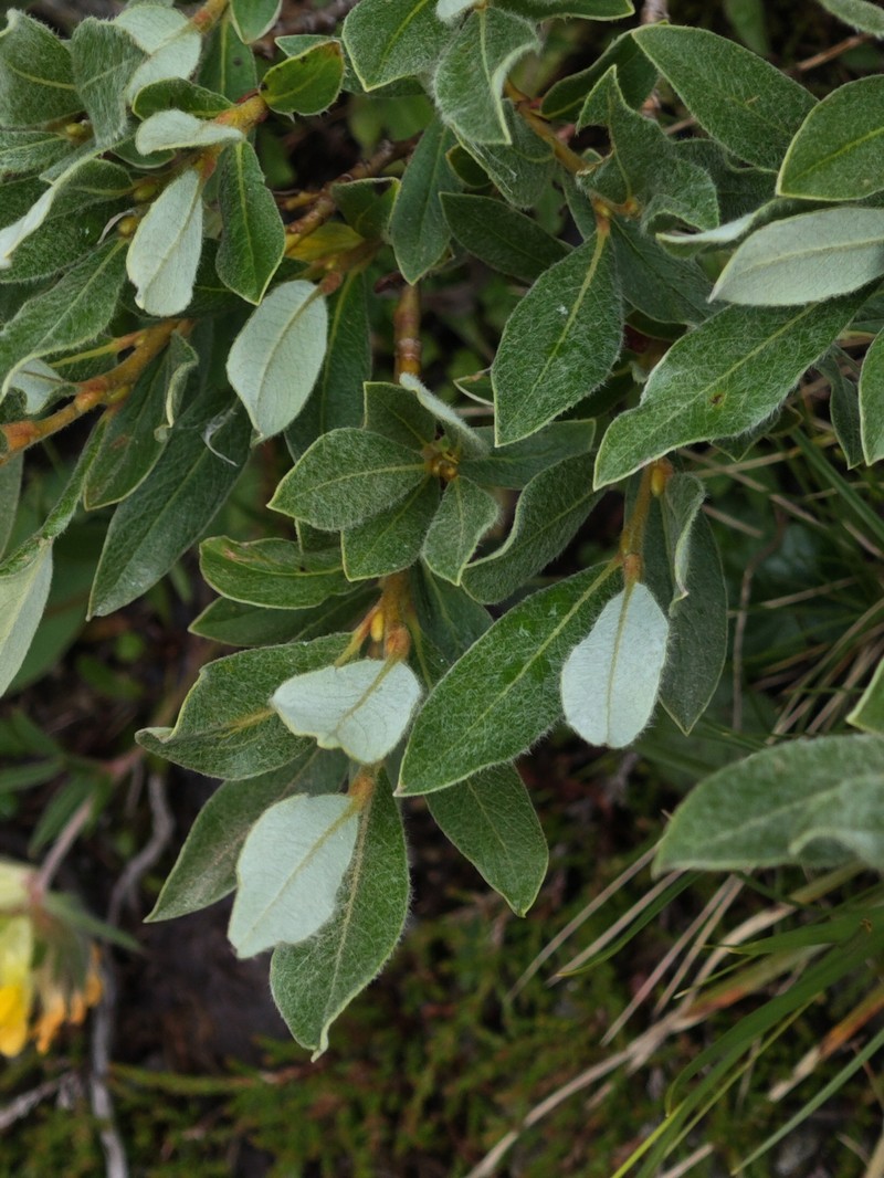 Salix glauca var. villosa