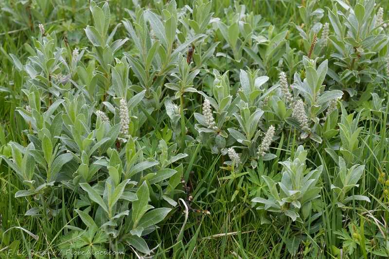 Salix glauca var. villosa photo 2