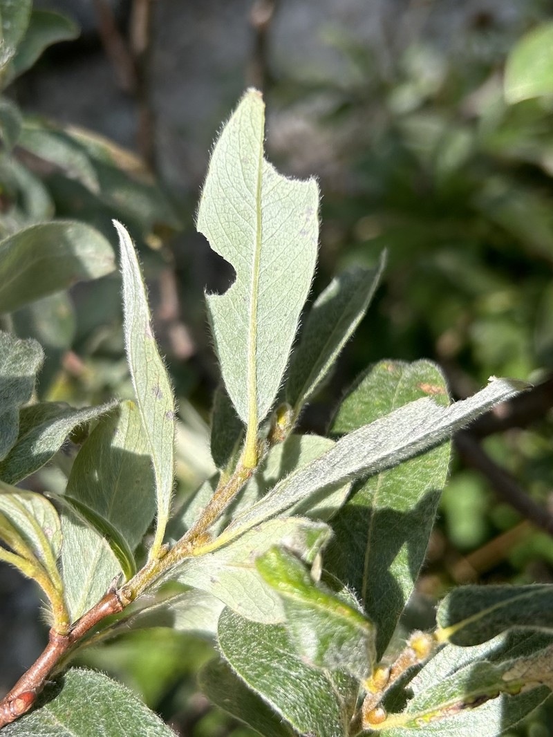 Salix glauca var. villosa photo 3