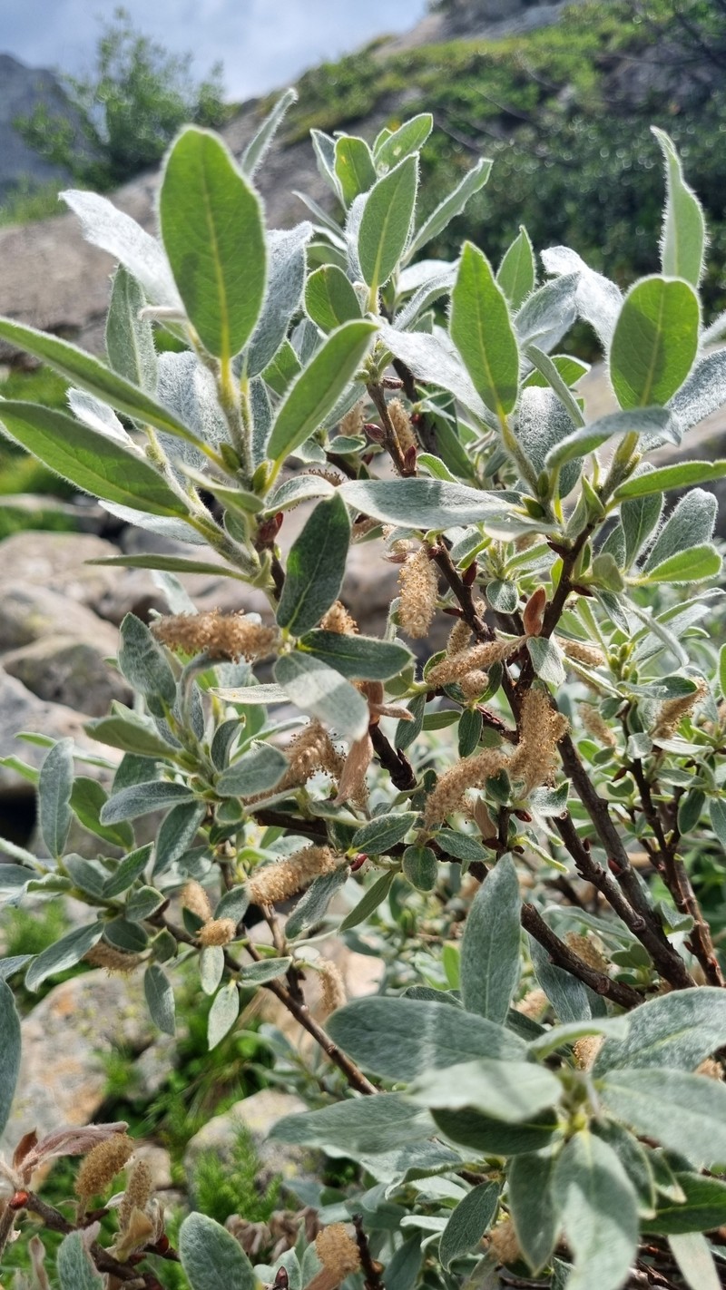 Salix glauca var. villosa photo 4