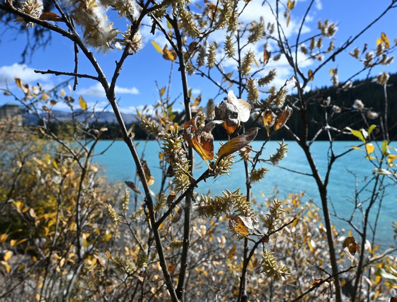 Salix glauca var. villosa photo 5