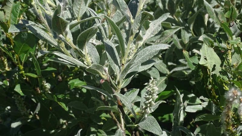 Salix glauca var. villosa photo 6
