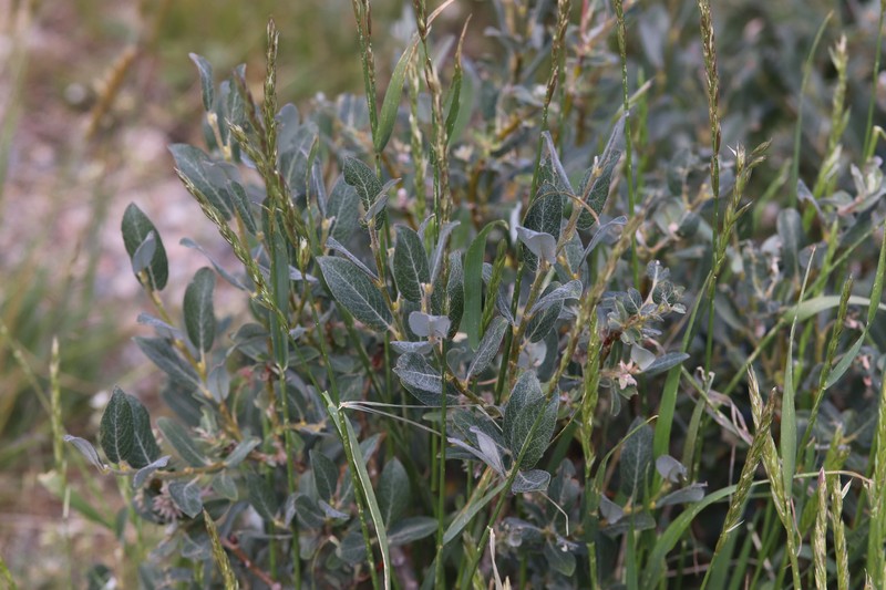 Salix glauca var. villosa photo 7