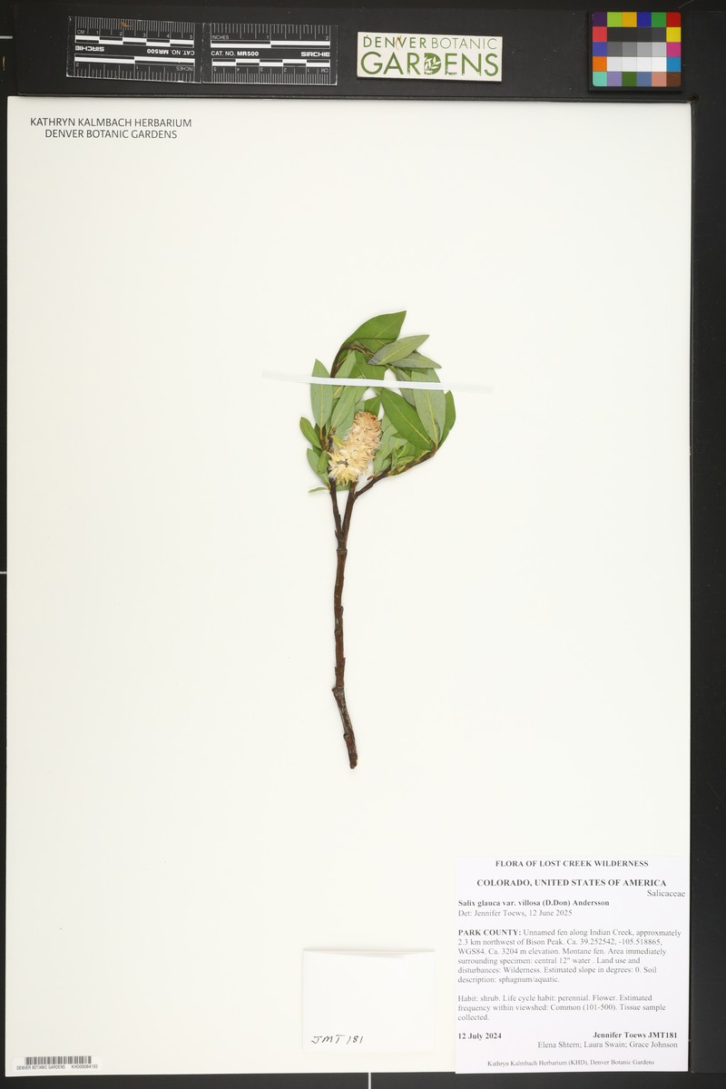Salix glauca var. villosa photo 8