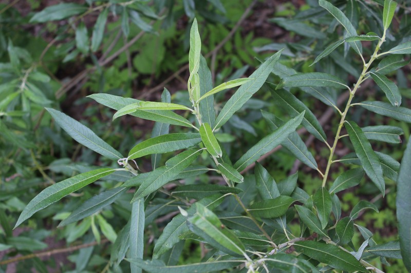 hybrid willow