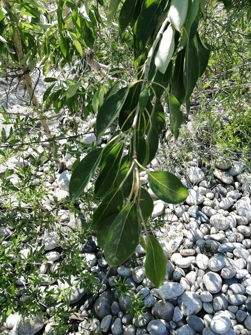 hybrid willow photo 2