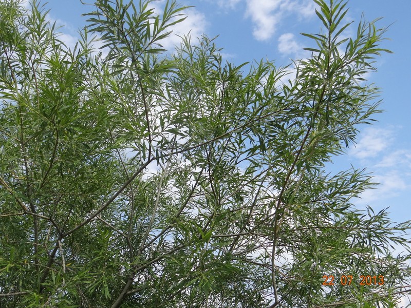 hybrid willow photo 6