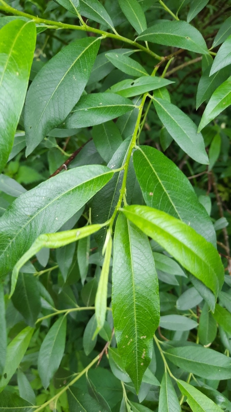Seringe Willow photo 4
