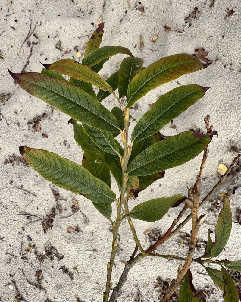 Seringe Willow photo 5