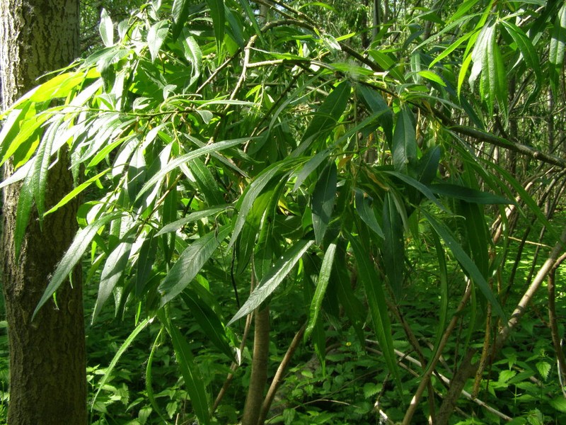 Seringe Willow photo 6