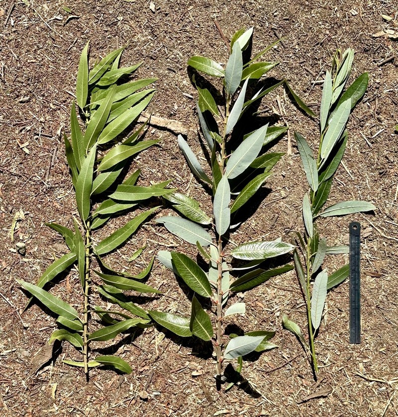 Goodding's Willow photo 3
