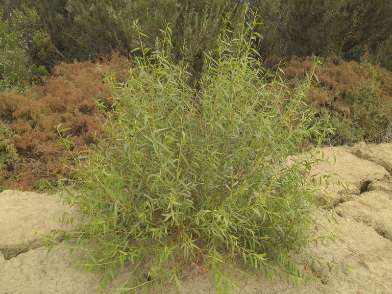 Goodding's Willow photo 4