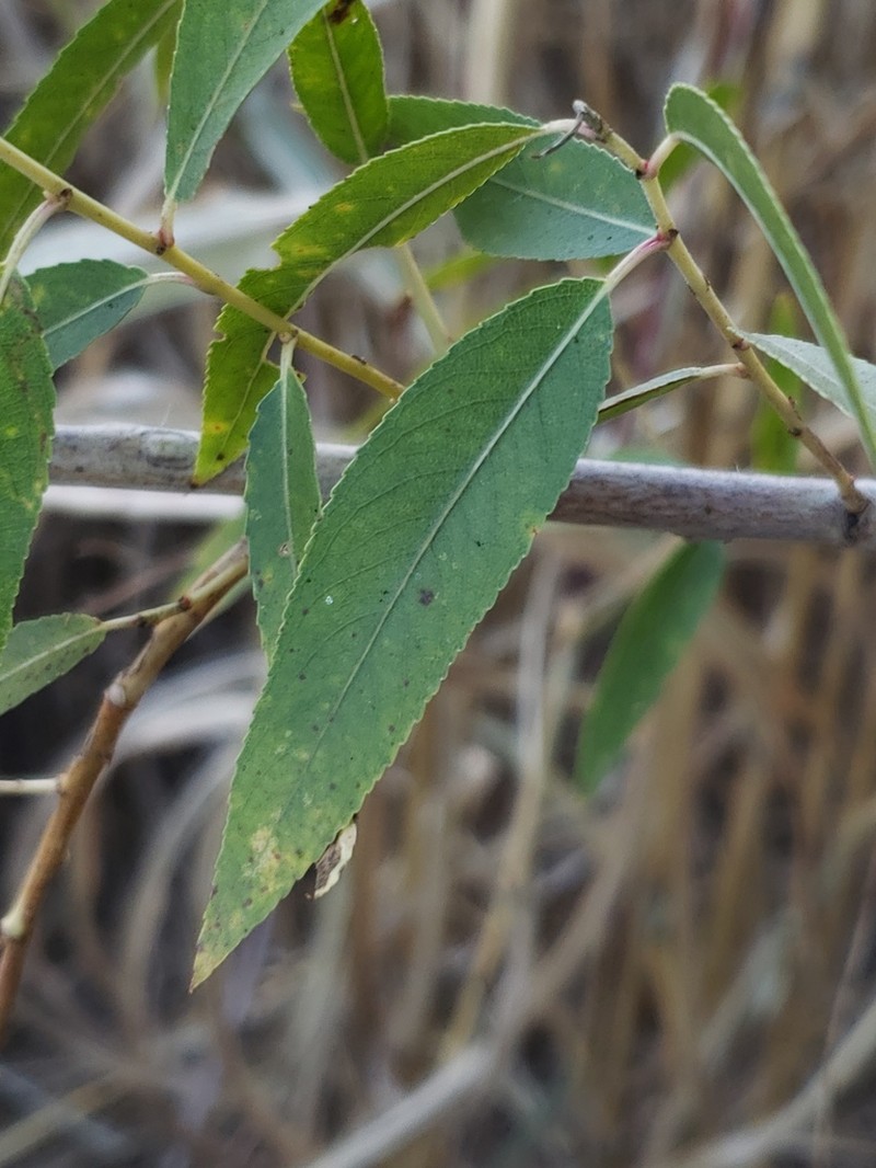 Goodding's Willow photo 6