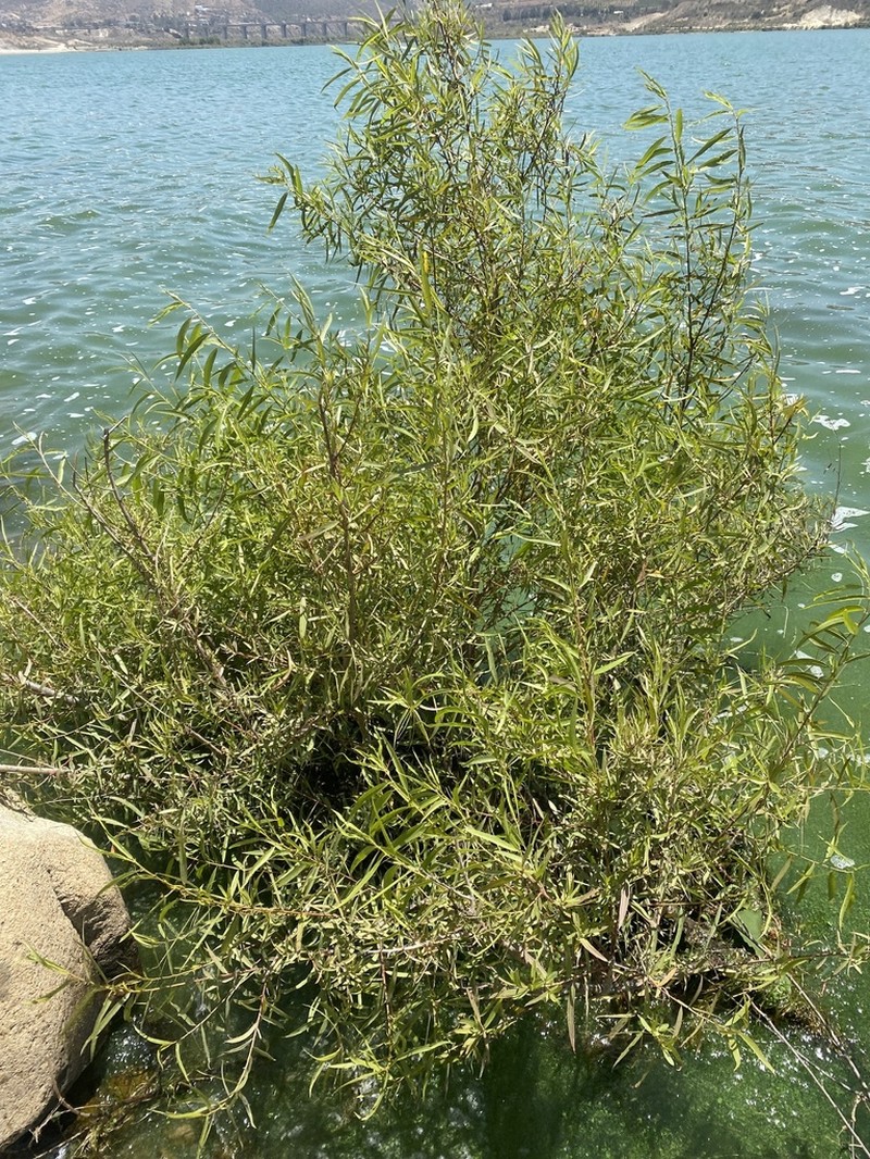 Goodding's Willow photo 7