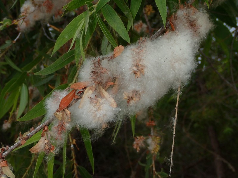 Goodding's Willow photo 8