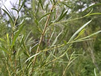 Salix gordejevii