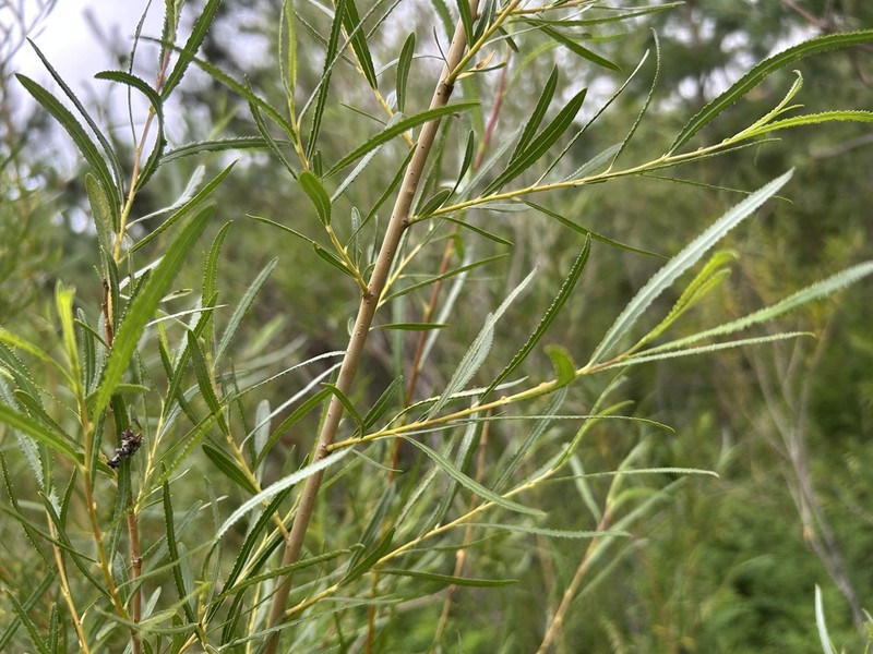 Salix gordejevii