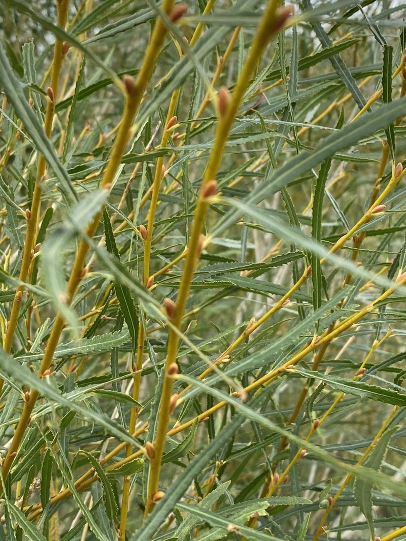 Salix gordejevii photo 2