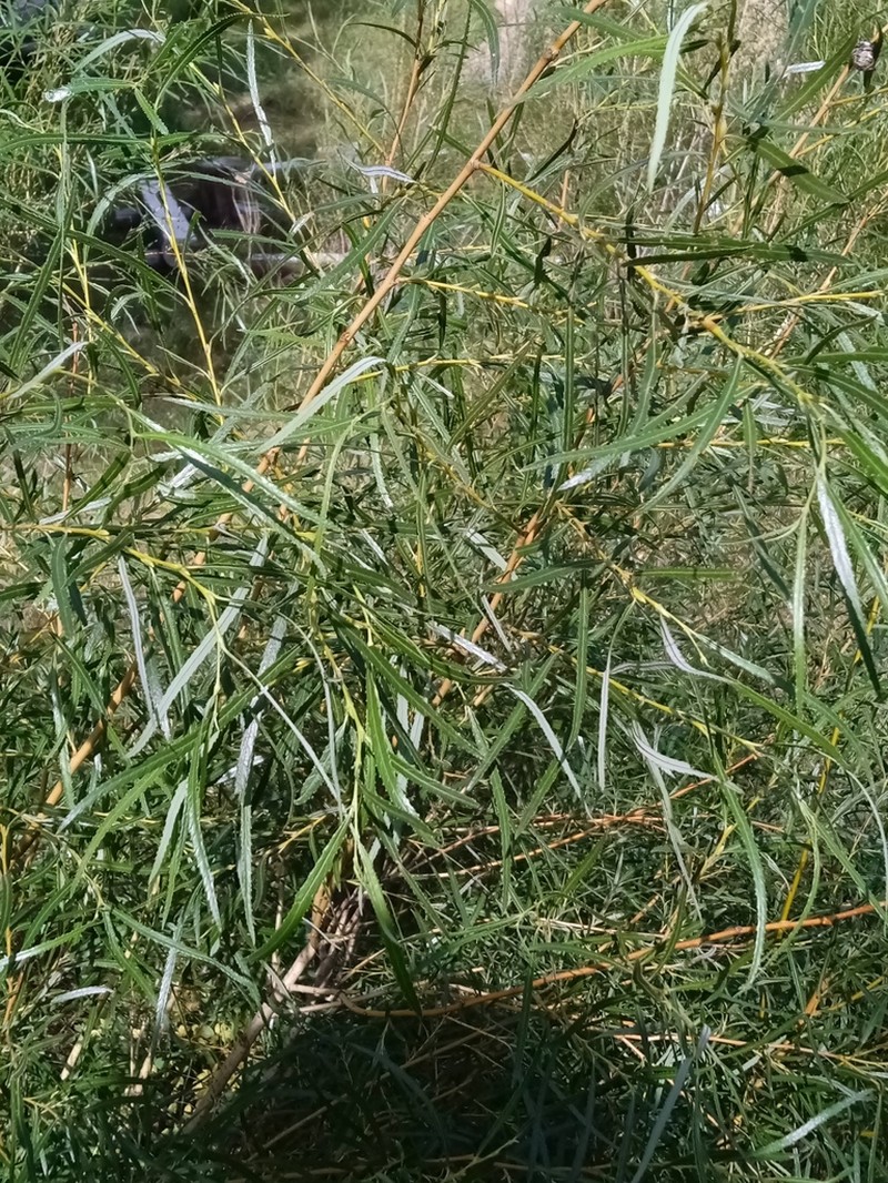 Salix gordejevii photo 3