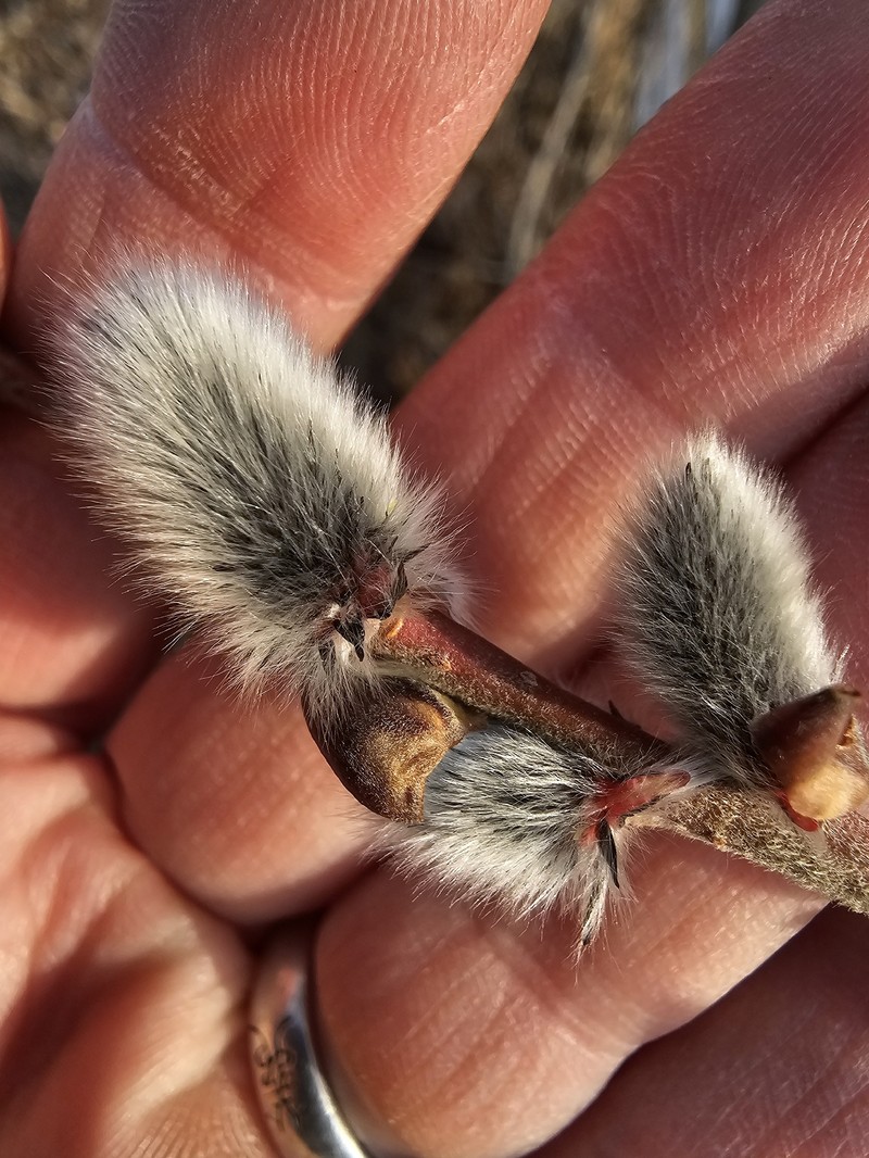 Rose-Gold Pussy Willow photo 6
