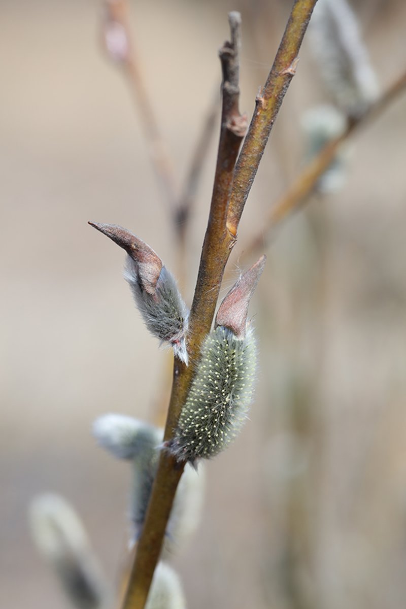 Rose-Gold Pussy Willow photo 3
