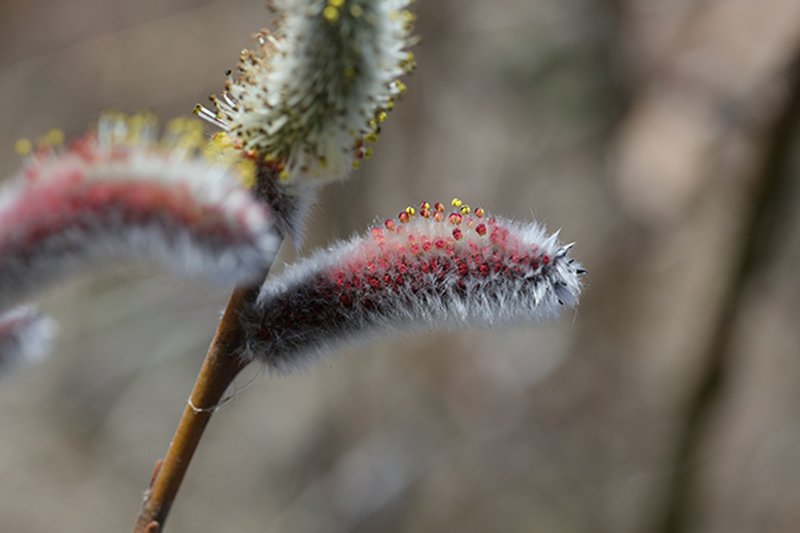 Rose-Gold Pussy Willow photo 4