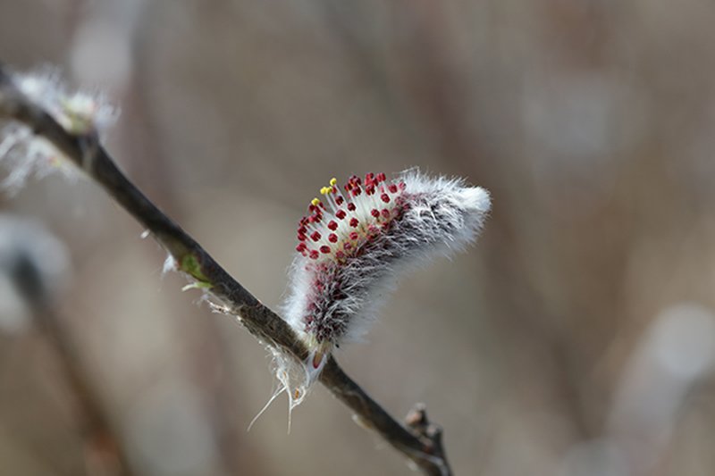 Rose-Gold Pussy Willow photo 5