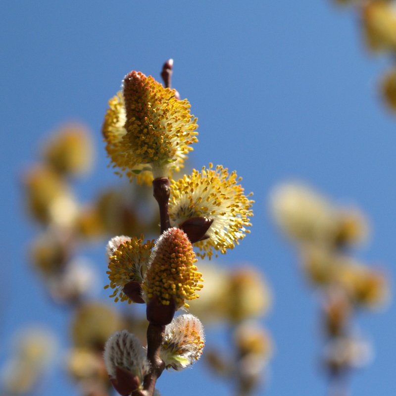 Rose-Gold Pussy Willow