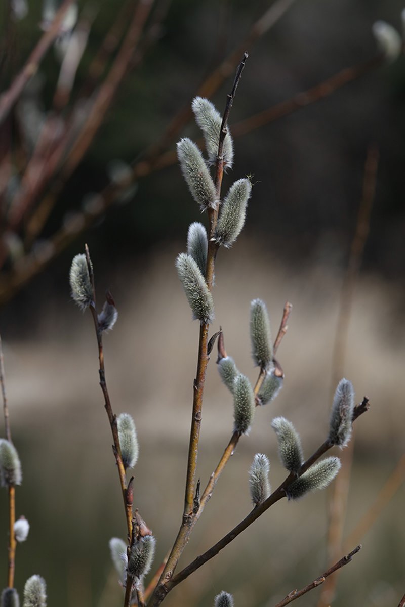 Rose-Gold Pussy Willow photo 2