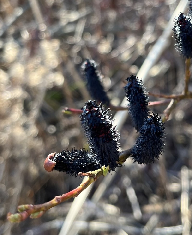 Salix gracilistyla f. melanostachys
