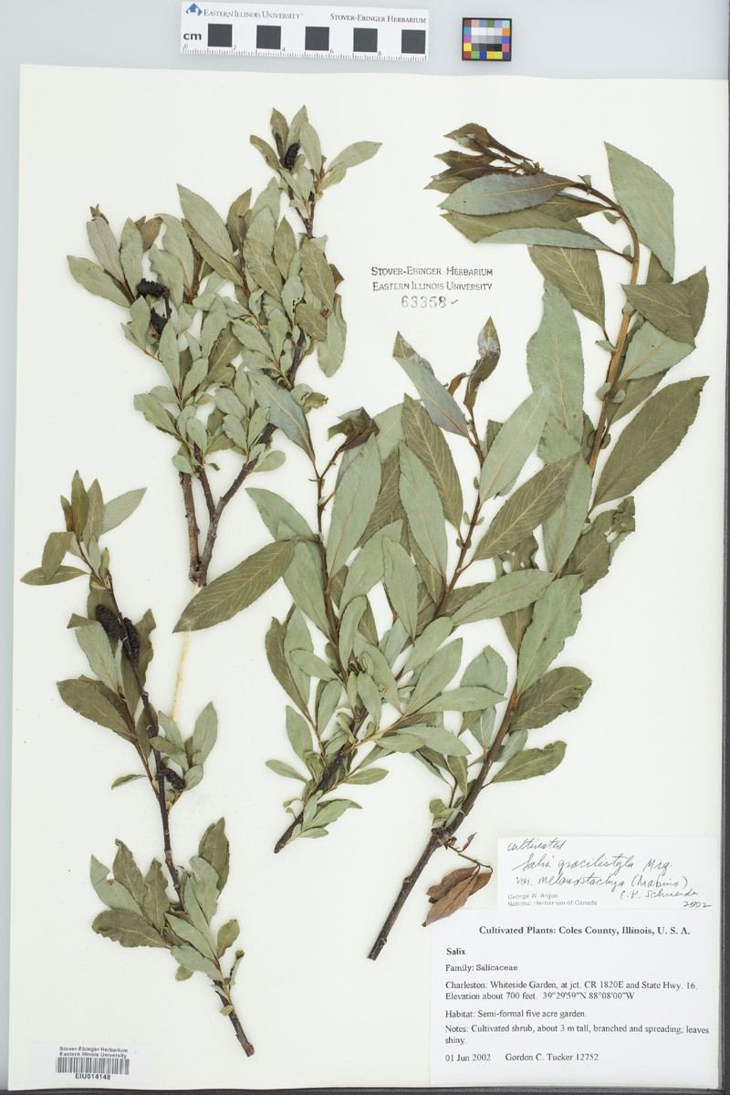 Salix gracilistyla f. melanostachys photo 2