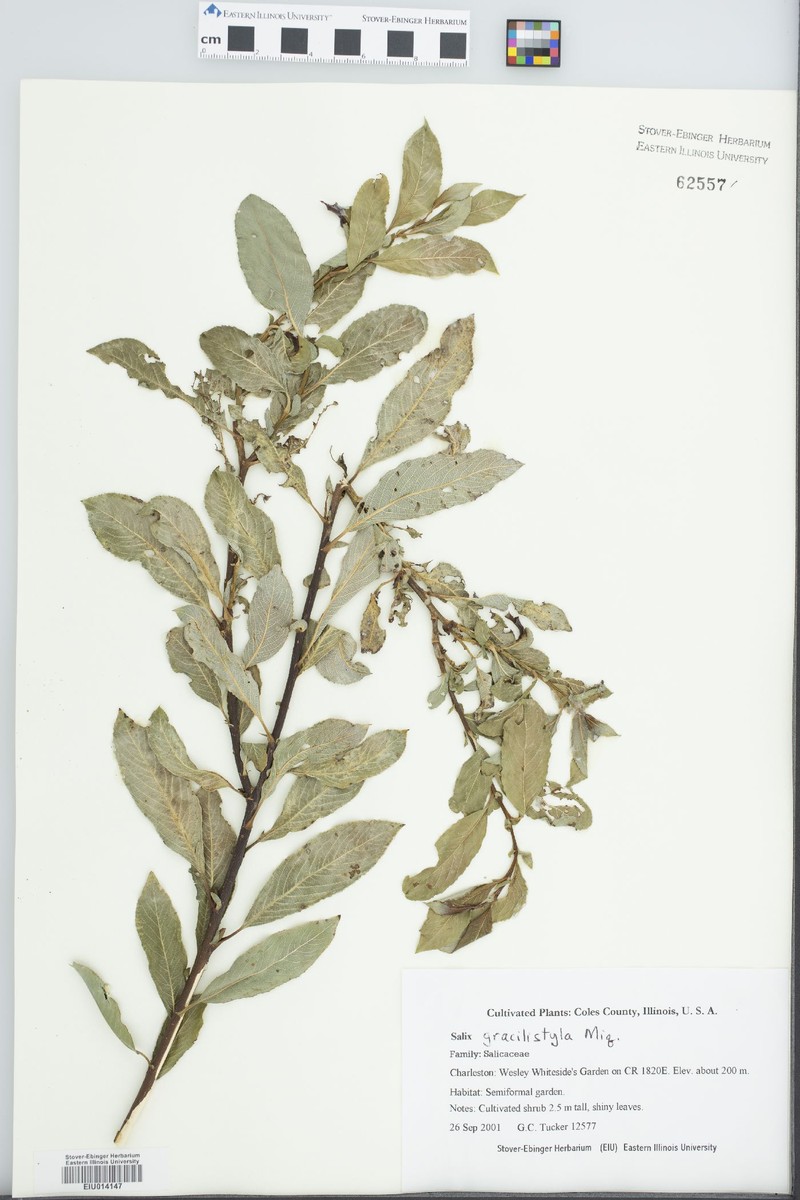 Salix gracilistyla f. melanostachys photo 3