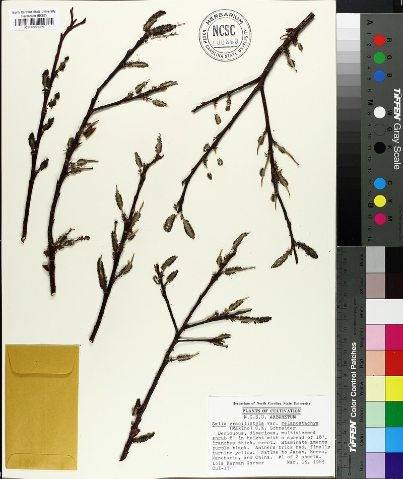 Salix gracilistyla f. melanostachys photo 4