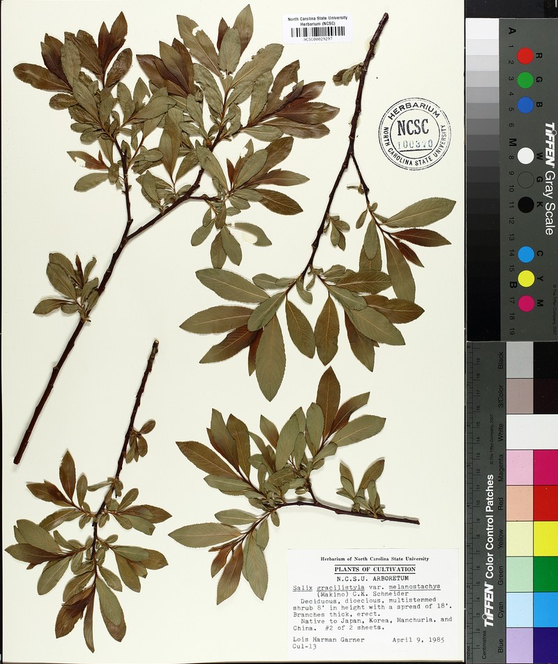 Salix gracilistyla f. melanostachys photo 5