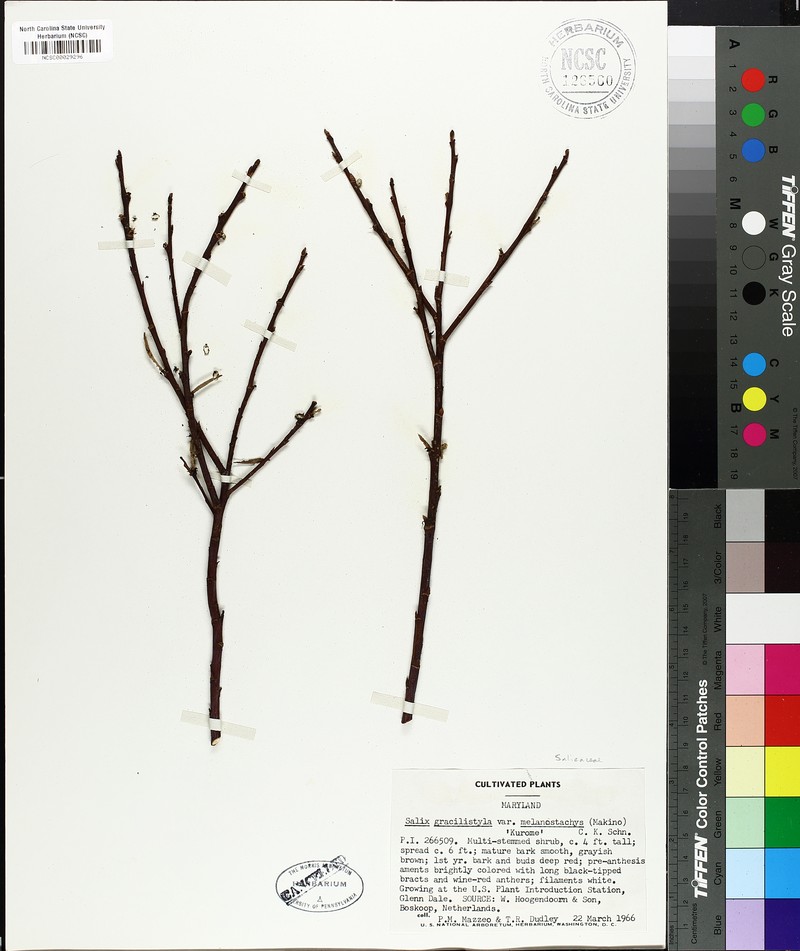 Salix gracilistyla f. melanostachys photo 6