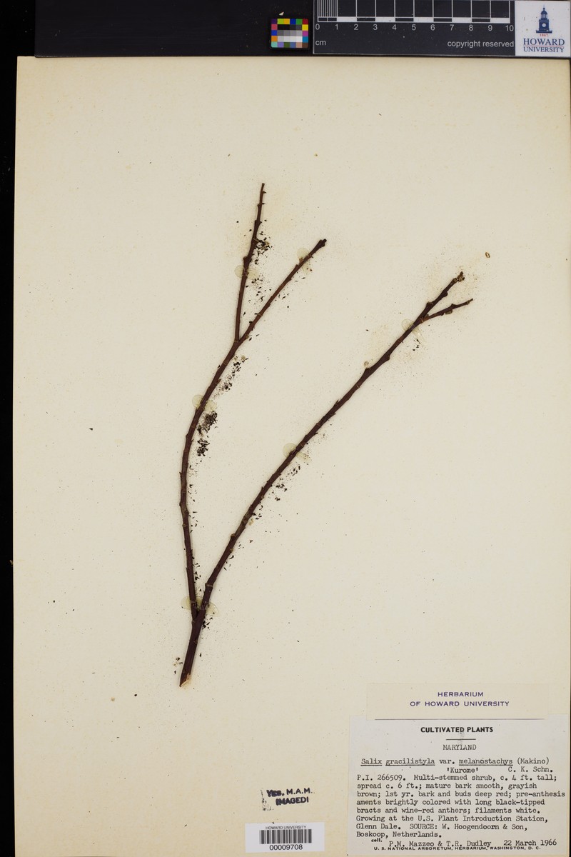 Salix gracilistyla f. melanostachys photo 7