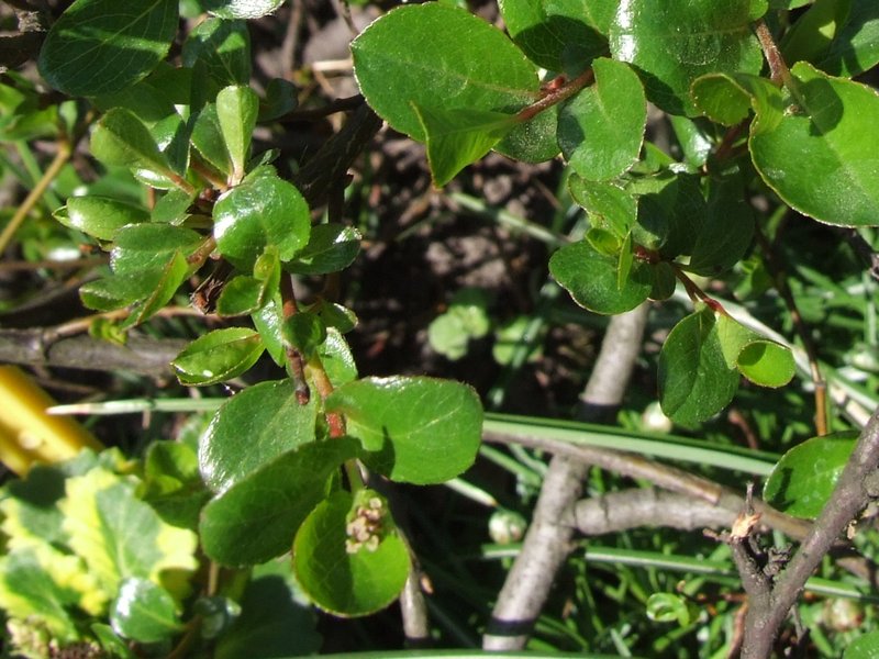 Graham's Willow photo 3