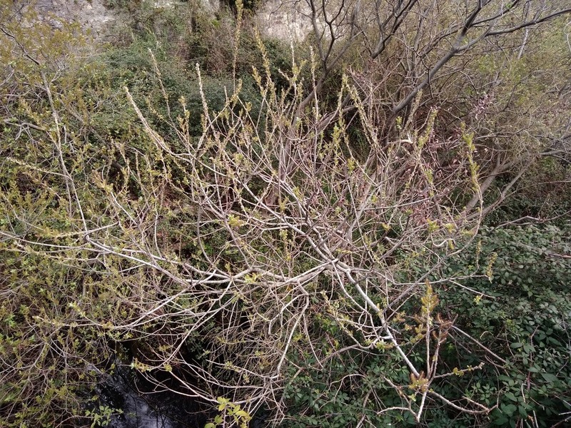 Salix gussonei