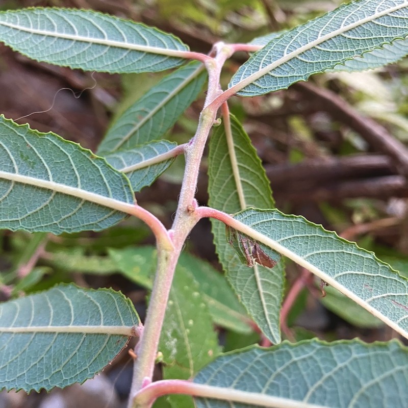 Salix gussonei photo 2