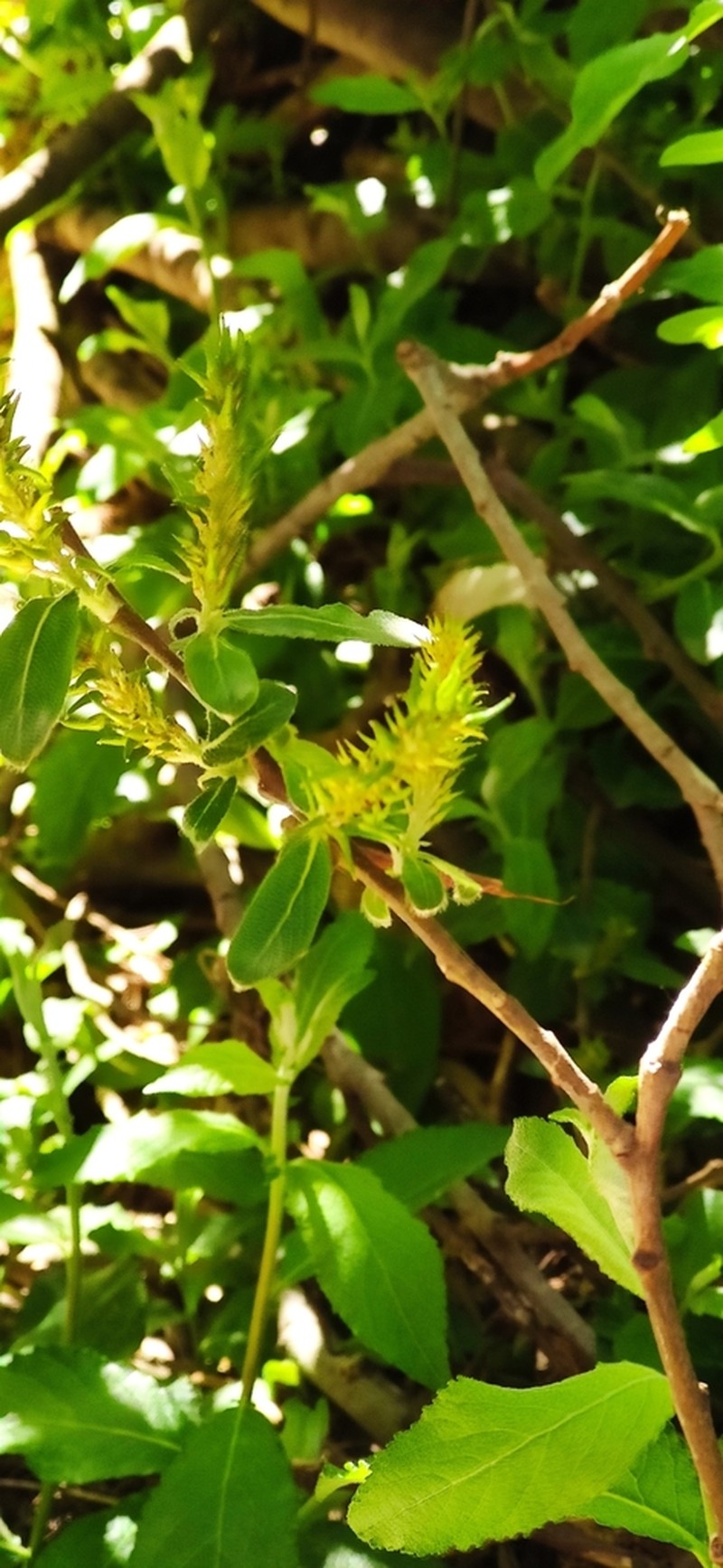 Salix gussonei photo 3