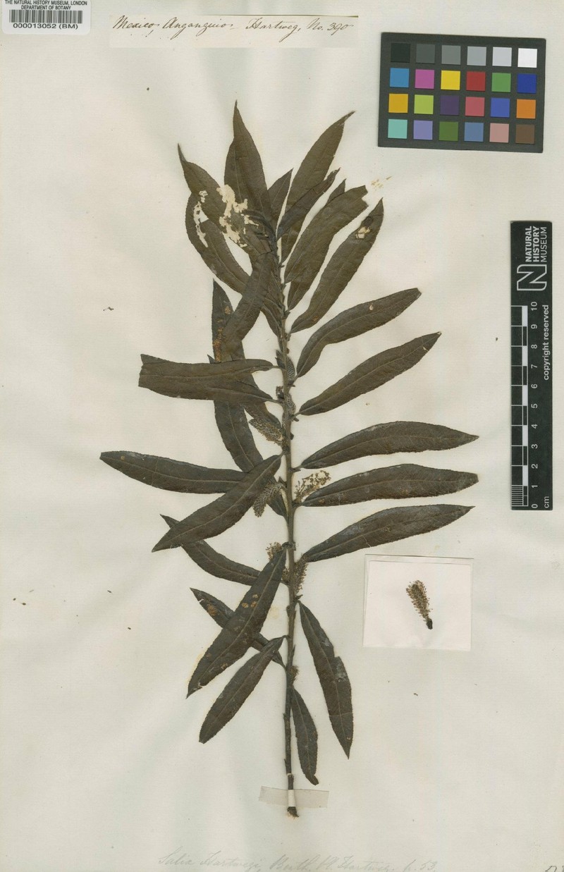 Salix hartwegii