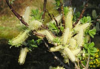 Halberd Willow