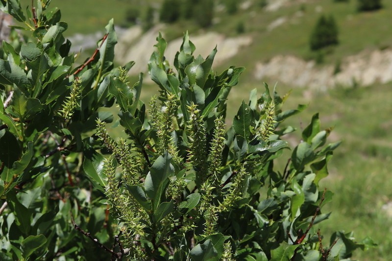 Halberd Willow photo 5