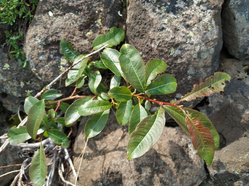Halberd Willow photo 7