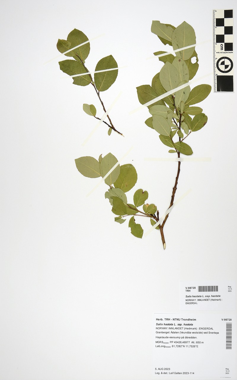 Salix hastata subsp. hastata