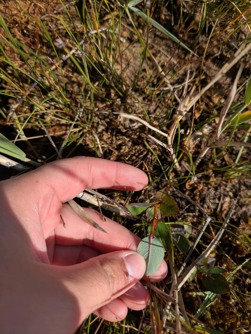 Salix hastata subsp. vegeta