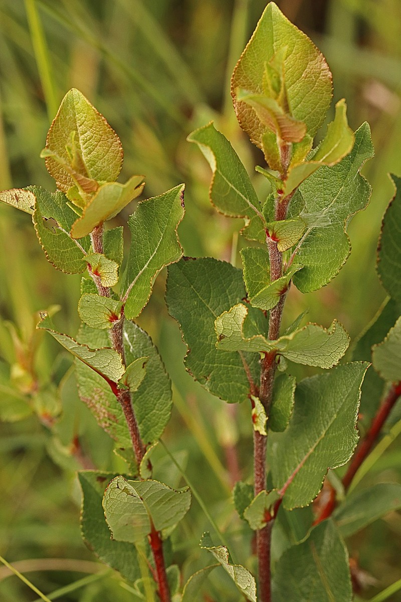 Salix hastata subsp. vegeta photo 2