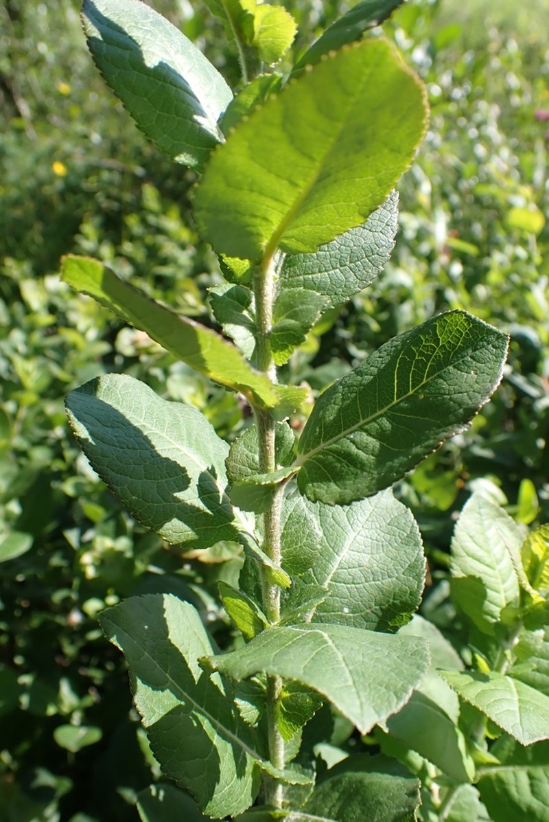 Salix hastata subsp. vegeta photo 3