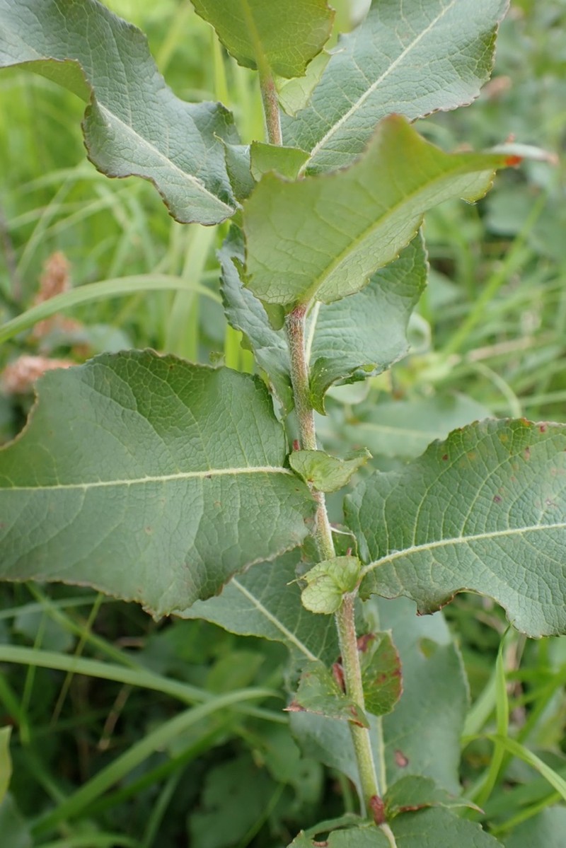 Salix hastata subsp. vegeta photo 4